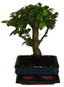 Zelkova 303 - pokojové bonsaje 